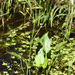 Asian Water-Plantain - Photo (c) V.S. Volkotrub, some rights reserved (CC BY-NC), uploaded by V.S. Volkotrub