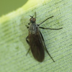 Rhamphomyia
