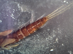 Paraleptophlebia