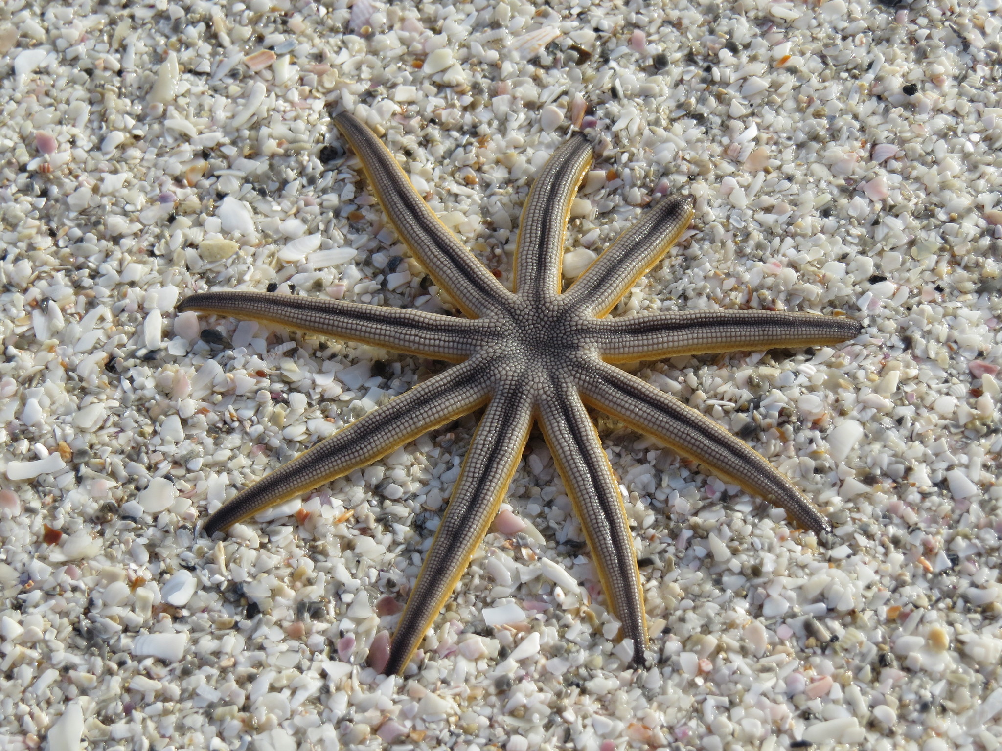 Luidia maculata - Eight-armed Sea Star - Taxo4254 - Wiki.nus