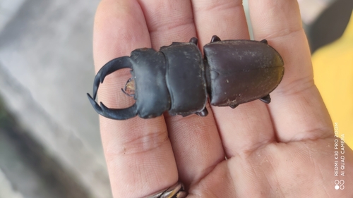 Hope's Stag Beetle