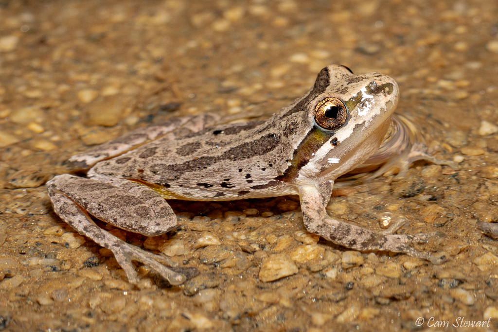 Baja California Tree Frog from San Diego County, CA, USA on August 19