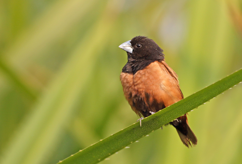 Chestnut Munia (Lonchura atricapilla) photo