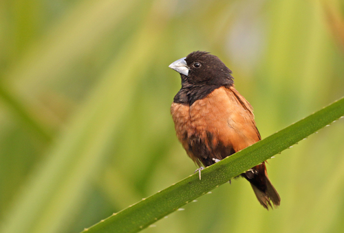 Chestnut Munia