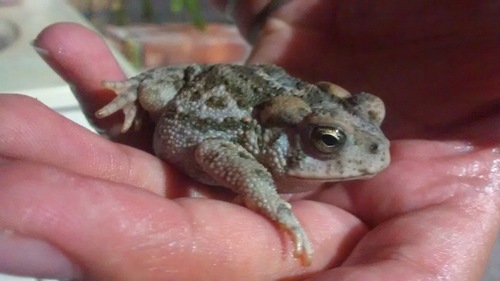 Incilius occidentalis