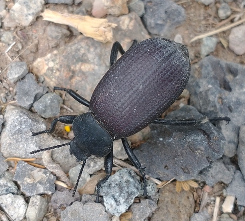 Obscure Darkling Beetle