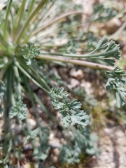 Eschscholzia minutiflora