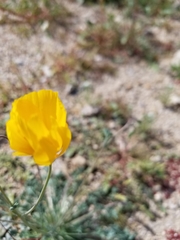 Eschscholzia minutiflora