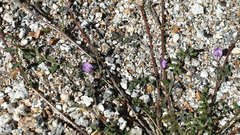 Astragalus nuttallianus cedrosensis