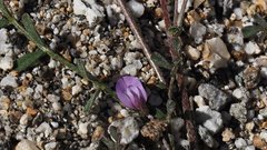 Astragalus nuttallianus cedrosensis