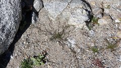 Astragalus nuttallianus cedrosensis