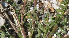 Astragalus nuttallianus cedrosensis