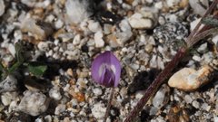 Astragalus nuttallianus cedrosensis
