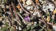 Astragalus nuttallianus cedrosensis