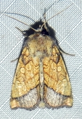 Papaipema rigida