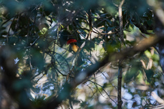 Onychorhynchus coronatus