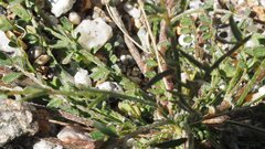 Astragalus nuttallianus cedrosensis