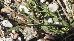 Astragalus nuttallianus cedrosensis