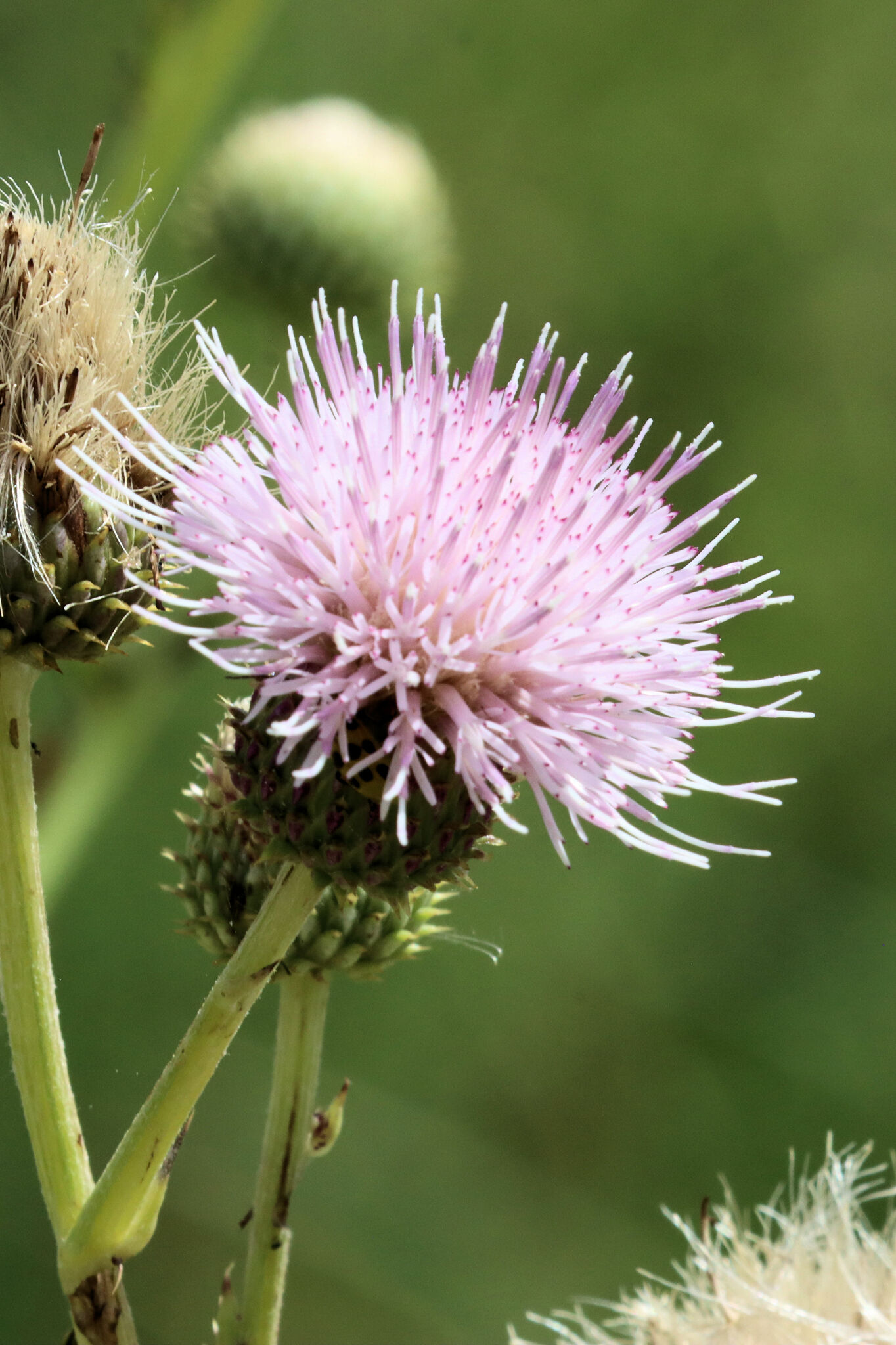 Cirsium wrightii