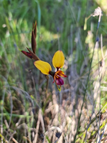 Image of Diuris magnifica by (c) Belinda Forbes, some rights reserved (CC BY)