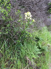 Erysimum franciscanum