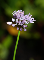 Allium splendens