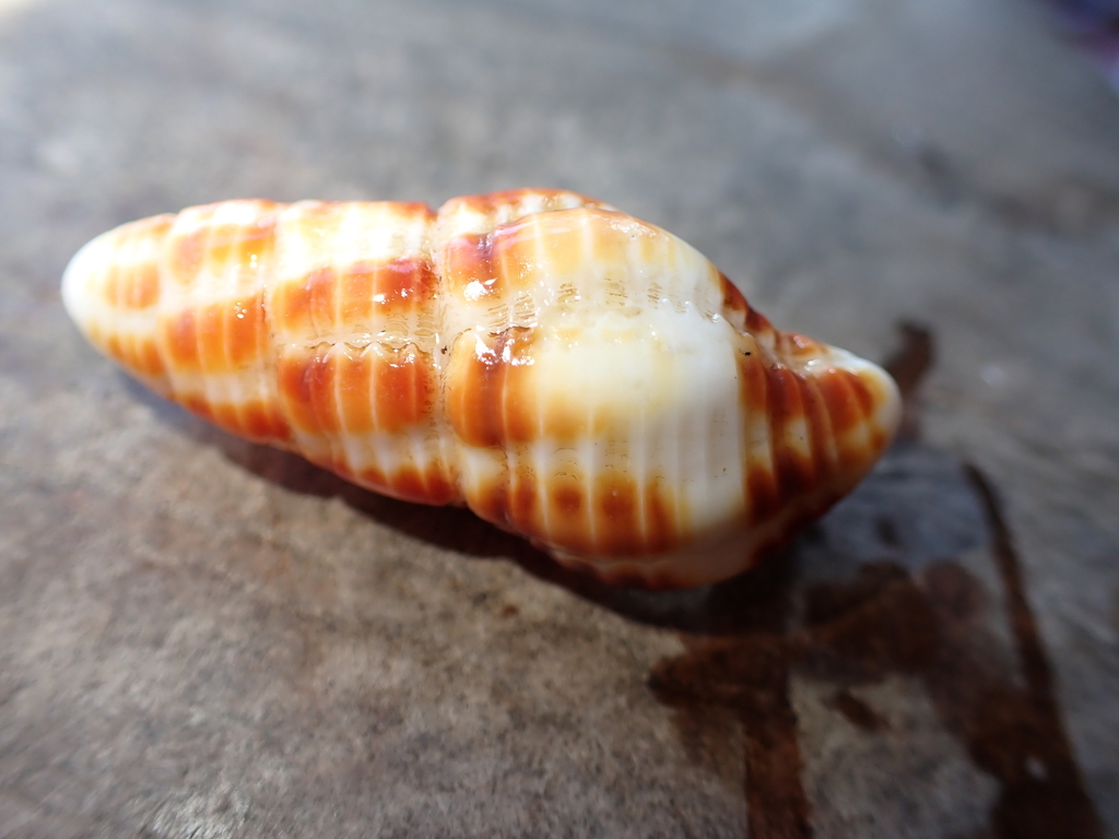 Turrilatirus craticulatus (Turrilatirus craticulatus)