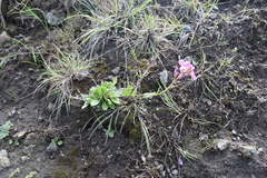 Arabis blepharophylla