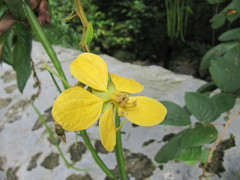 Senna undulata