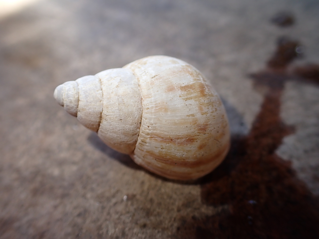 African Giant Snail from Tulamben, Kubu, Karangasem Regency, Bali