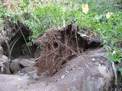 Heliocarpus pallidus