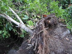 Heliocarpus pallidus