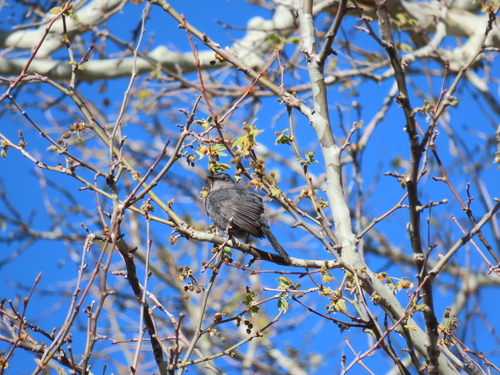 Gray Catbird photographed in Arizona