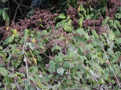 Heliocarpus pallidus