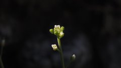 Tomostima cuneifolia