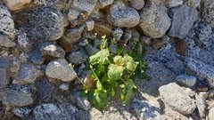 Tomostima cuneifolia