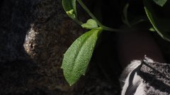 Tomostima cuneifolia