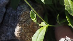 Tomostima cuneifolia