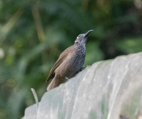 White-streaked Friarbird (Melitograis gilolensis), photo 8