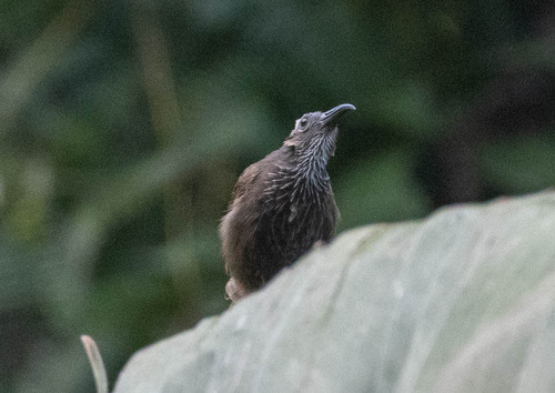 White-streaked Friarbird (Melitograis gilolensis), photo 7