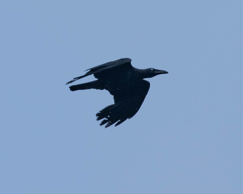 Long-billed Crow (Corvus validus), photo 6