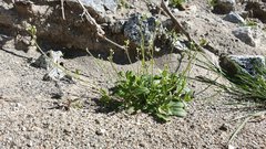 Tomostima cuneifolia