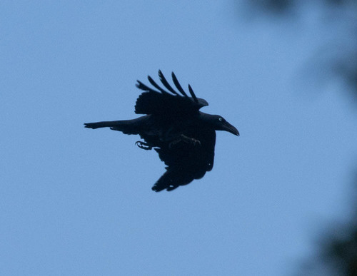 Long-billed Crow (Corvus validus), photo 7