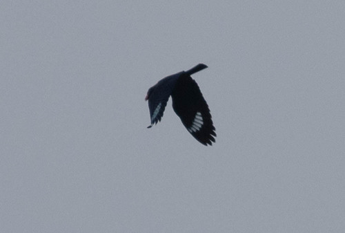 Azure Dollarbird (Eurystomus azureus), photo 5