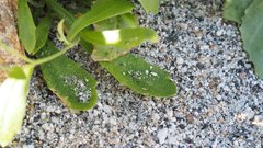 Tomostima cuneifolia