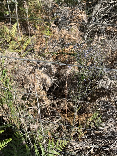 Comesperma volubile (Comesperma volubile)