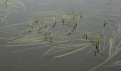 Sparganium gramineum