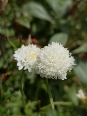 Chaenactis fremontii