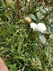 Chaenactis fremontii