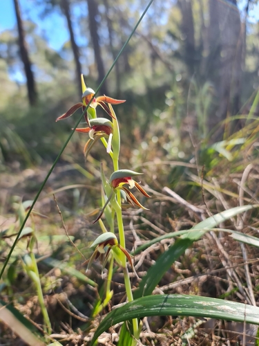 Image of Lyperanthus serratus by (c) Belinda Forbes, some rights reserved (CC BY)